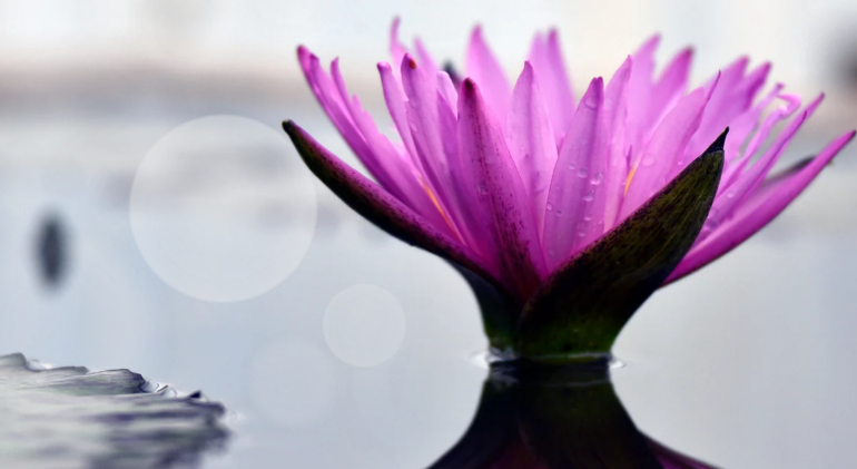 Vibrant pink lotus flower in serene water setting.