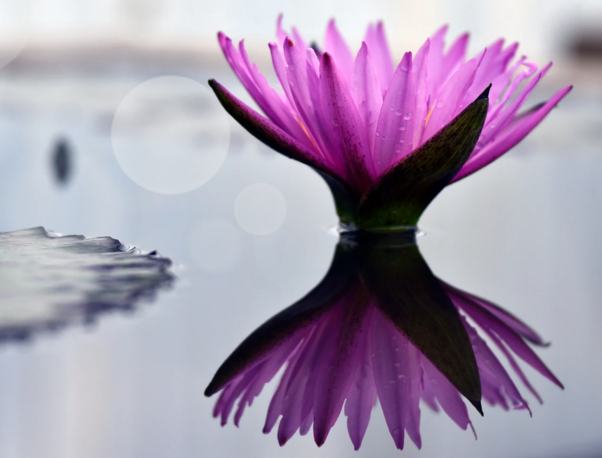 Prosperity First | From Feast-or-Famine to Boringly Profitable Purple lotus flower with reflection on calm water surface